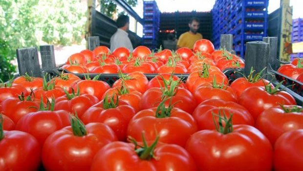 Rusya 25 ton domatesi Türkiye’ye geri gönderdi