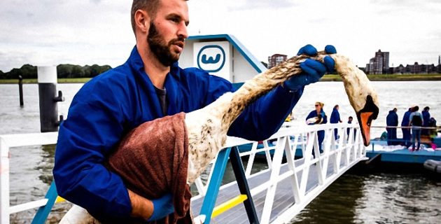 Hollanda’da Çevre Felaketi: Yüzlerce Kus Yakalanarak Temizleniyor