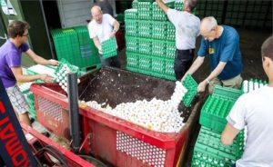Hollanda’da Kanatlı Hayvan Yetiştiricilerinden ‘Zehirli Yumurta’ Davası