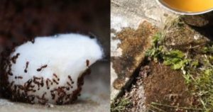 Karıncaları Evden Kovabilmeniz İçin 5 Ucuz Ve Doğal Yöntem