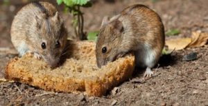 Hollanda, ‘benzeri görülmemiş bir fare ve sıçan saldırısıyla karşı karşıya’