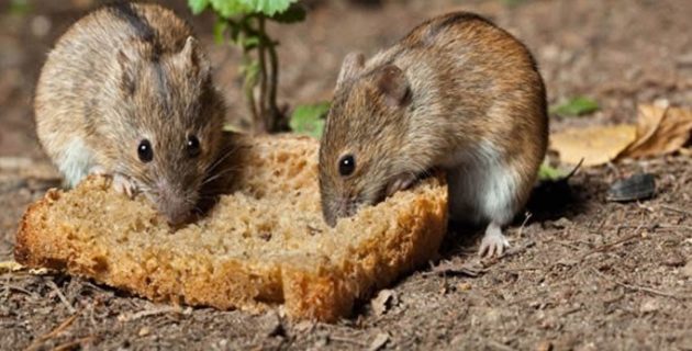 Hollanda, ‘benzeri görülmemiş bir fare ve sıçan saldırısıyla karşı karşıya’