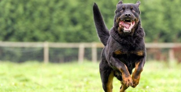 Hollanda’da köpek dövüştürenlere ilk kez hapis cezası verildi