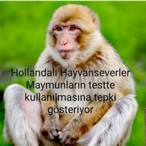 Hollandalı Hayvanseverler Maymunların testte kullanılmasına tepki gösteriyor
