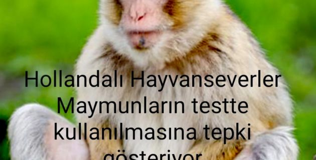 Hollandalı Hayvanseverler Maymunların testte kullanılmasına tepki gösteriyor