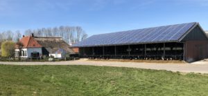 Hollanda’daki İnek Çiftliği Elektriğini Kendi Üretiyor