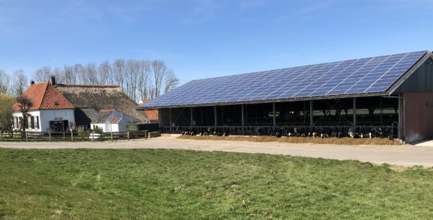 Hollanda’daki İnek Çiftliği Elektriğini Kendi Üretiyor