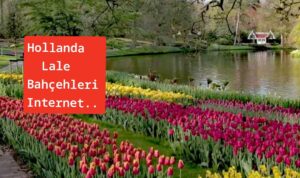 Hollanda’da ünlü lale bahçesi kapılarını internetten açtı
