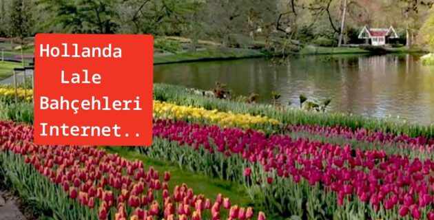 Hollanda’da ünlü lale bahçesi kapılarını internetten açtı