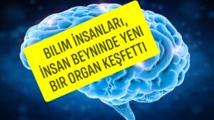 Bilim İnsanları, İnsan Beyninde Yeni Bir Organ Keşfetti