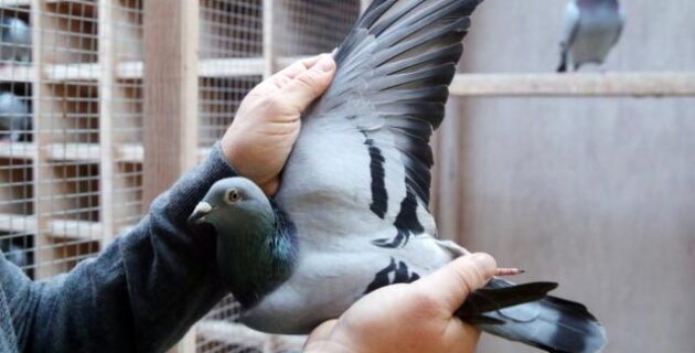 Belçikalı posta güvercini açık artırmada 1,6 milyon euroya satıldıBelçika’da