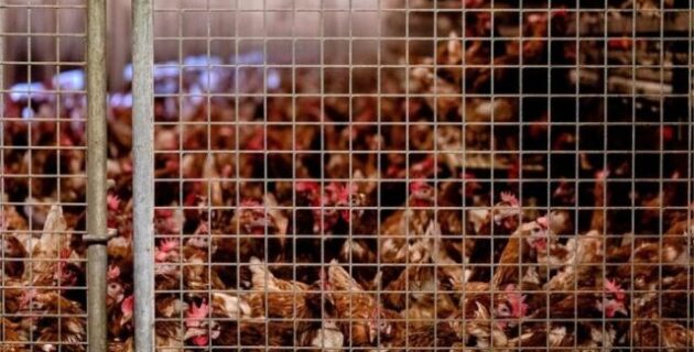 Hollanda’da kuş gribi yayılıyor: 500 binden fazla tavuk itlaf edildi