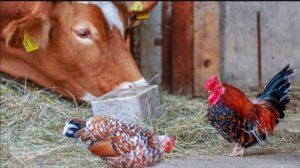 Dünya Hayvan Sağlığı Örgütü: Sığır ve kümes hayvanları Kovid-19’u yaymıyor