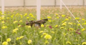 Hollanda’da seralardaki böcekleri tespit edip öldürebilen drone geliştirildi