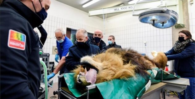 Thor: Hollanda’da beş yavrusu olan aslana vasektomi yapıldı