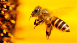 Hollanda’da arıların koronavirüsü tespiti ile ilgili dikkat çeken araştırma