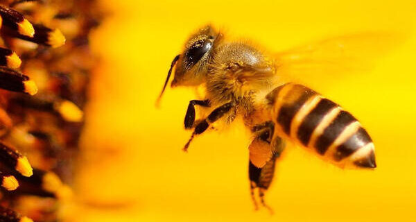 Hollanda’da arıların koronavirüsü tespiti ile ilgili dikkat çeken araştırma