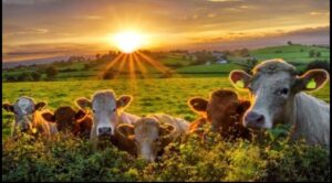 Hollanda, çiftliklerdeki hayvan sayısını azaltacak