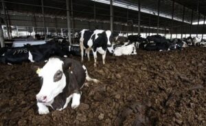 Hollanda’da her yil bosa giden 53 milyar kilo inek gübresi ev yapiminda kullanilabilir