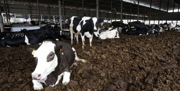 Hollanda’da her yil bosa giden 53 milyar kilo inek gübresi ev yapiminda kullanilabilir