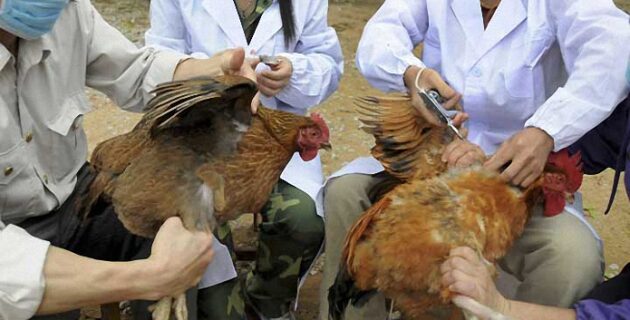 Hollanda’da kuş gribinden 200 binden fazla kümes hayvanı itlaf edildi