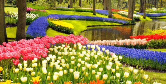 Hollanda’da renkli çiçek bahçesi ziyarete açıldı
