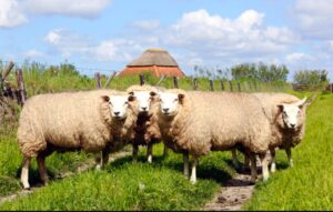 Ana vatanı Hollanda olan Texel koyunları, Türkiye’ye uyumlu hale getirildi