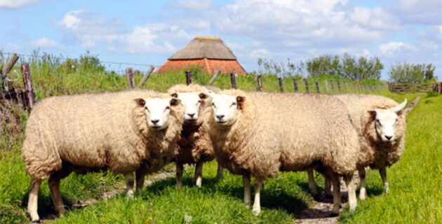 Ana vatanı Hollanda olan Texel koyunları, Türkiye’ye uyumlu hale getirildi
