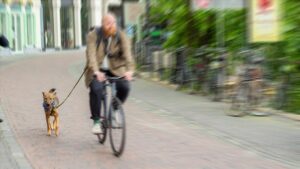 Hollanda’da bir belediye köpek dışkısıyla mücadele için DNA veri tabanı kuruyor
