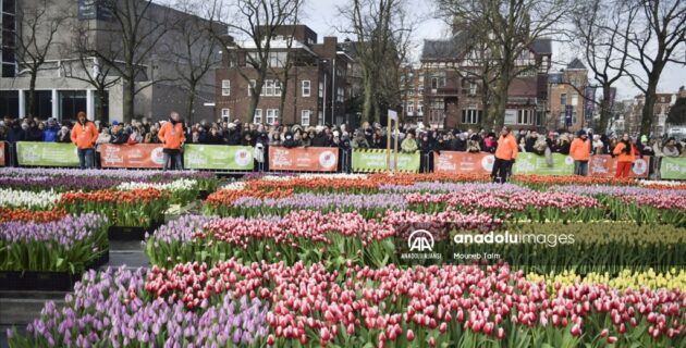 Hollanda’da “Ulusal Lale Günü” etkinliği düzenlendi