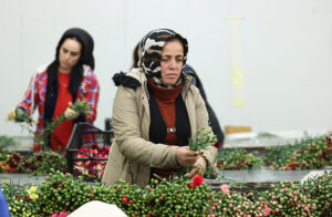 Türkiye’den Avrupa’ya 70 Milyon Dal Türk Çiçeği: Sevgililer Gününde Romantizm Rüzgarı Esti
