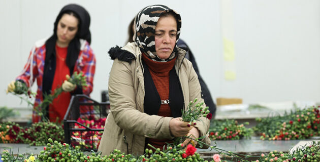 Türkiye’den Avrupa’ya 70 Milyon Dal Türk Çiçeği: Sevgililer Gününde Romantizm Rüzgarı Esti